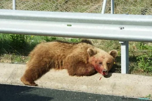 Εγνατία. Θανάσιμο τροχαίο με θύμα αρκούδα στη Λευκόπετρα