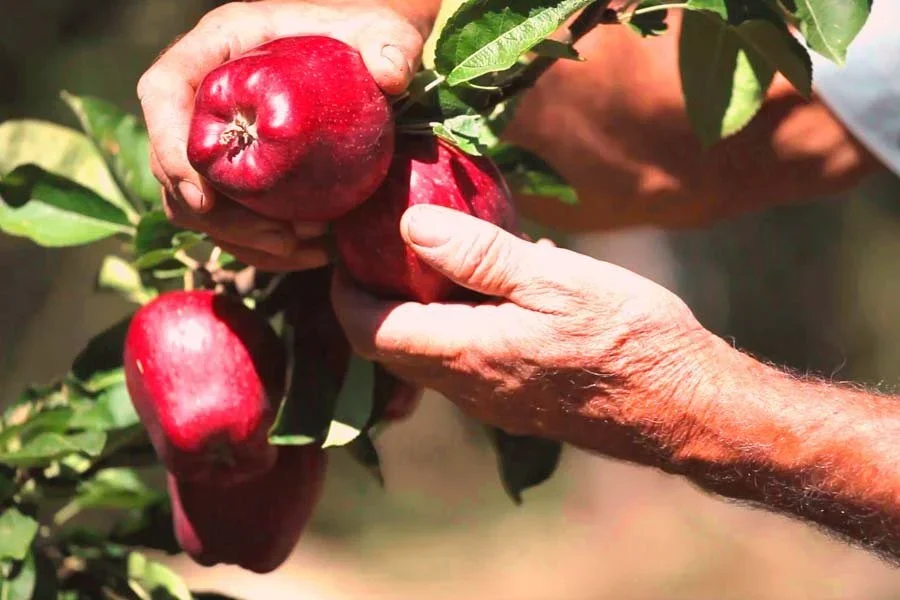 Μήλα. Σε πτώση η ευρωπαϊκή παραγωγή. Αστάθεια στις αγορές