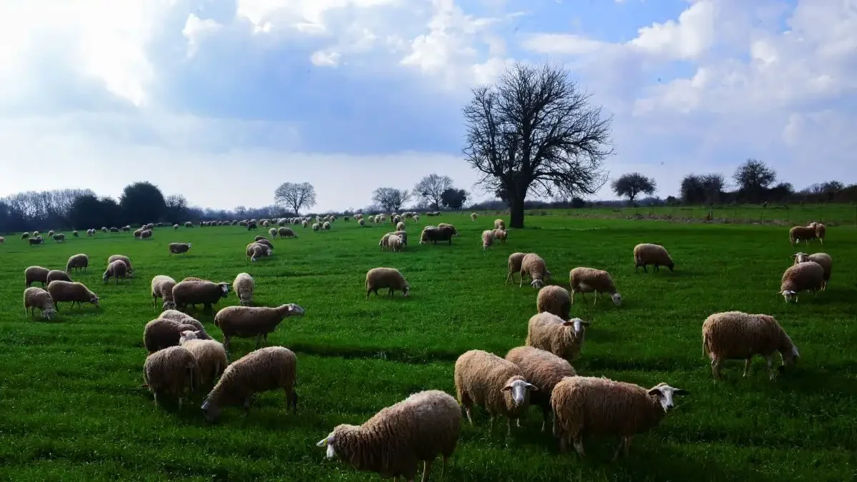 Η ευλογιά αιγοπροβάτων έφτασε στην Ημαθία. Έρχονται lockdown στα μαντριά