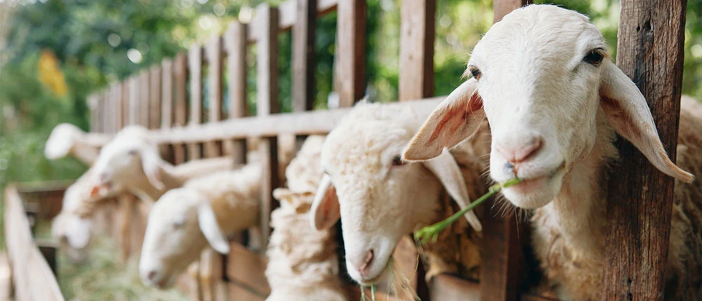 Ημαθία. Έκλεψαν πρόβατα από κτηνοτροφική μονάδα που έχει μολυνθεί με ευλογιά!