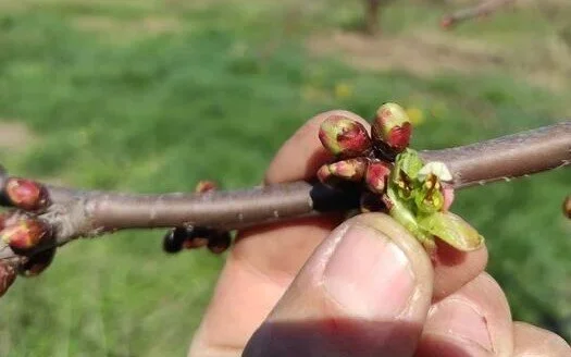 Αγρότες. Πιστώθηκε η προκαταβολή 75% για τους παγετούς της άνοιξης