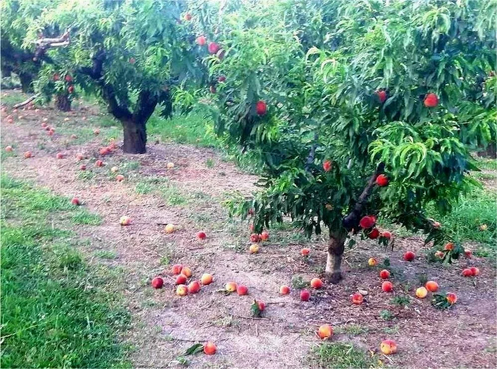 Ζυμώσεις για προαιρετική ασφάλιση ΕΛΓΑ 100% έναντι κινδύνων αγοράς