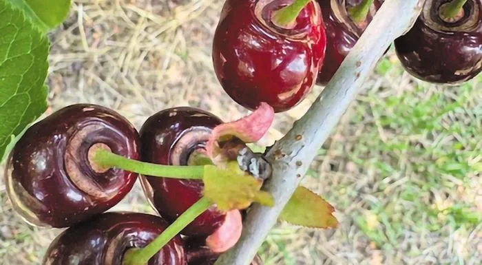 Τι γίνεται με τις αποζημιώσεις παγετού στα κεράσια;