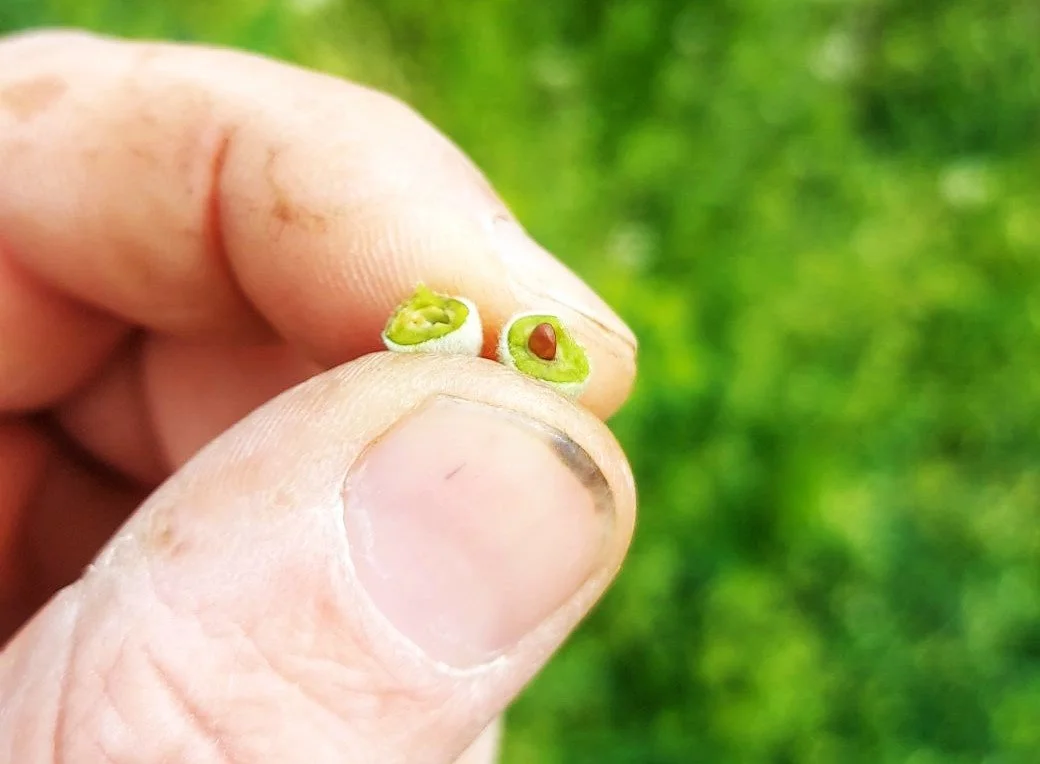 De minimis για το προανθικό του 2021