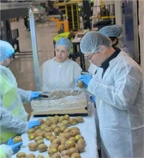 Κοινοπραξία Ημαθίας. Ξεκίνησε η εξαγωγή ακτινιδίων στη Νότια Κορέα