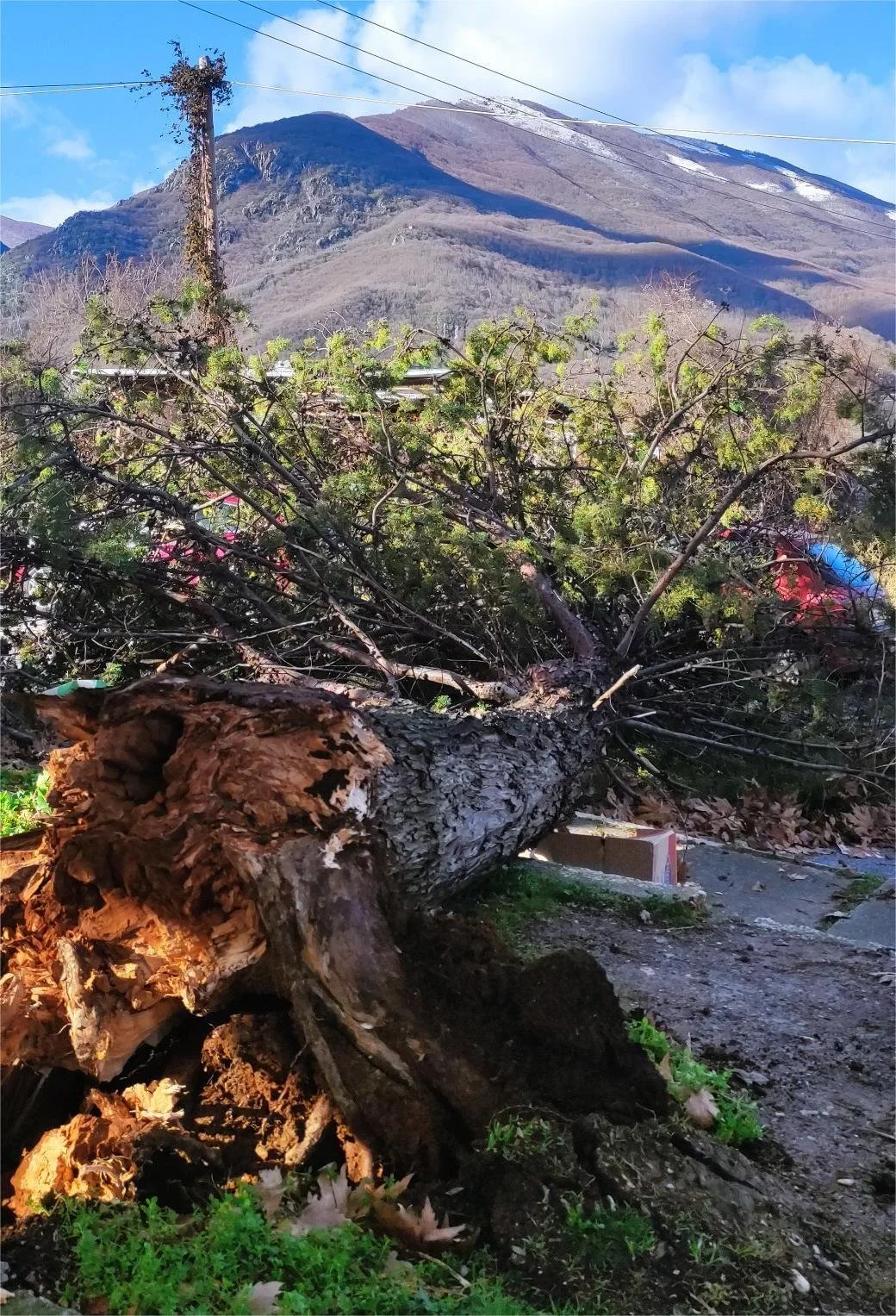 Νάουσα. Πτώσεις δέντρων από τους θυελλώδεις ανέμους