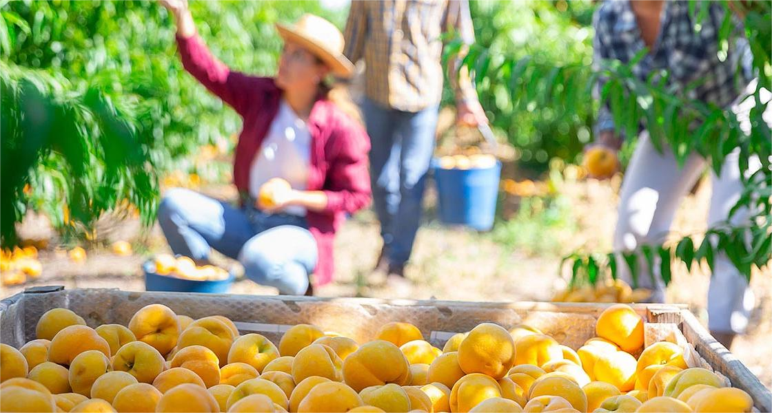 Συμπύρηνο και κομπόστα... ψηφίζουν Mercosur!