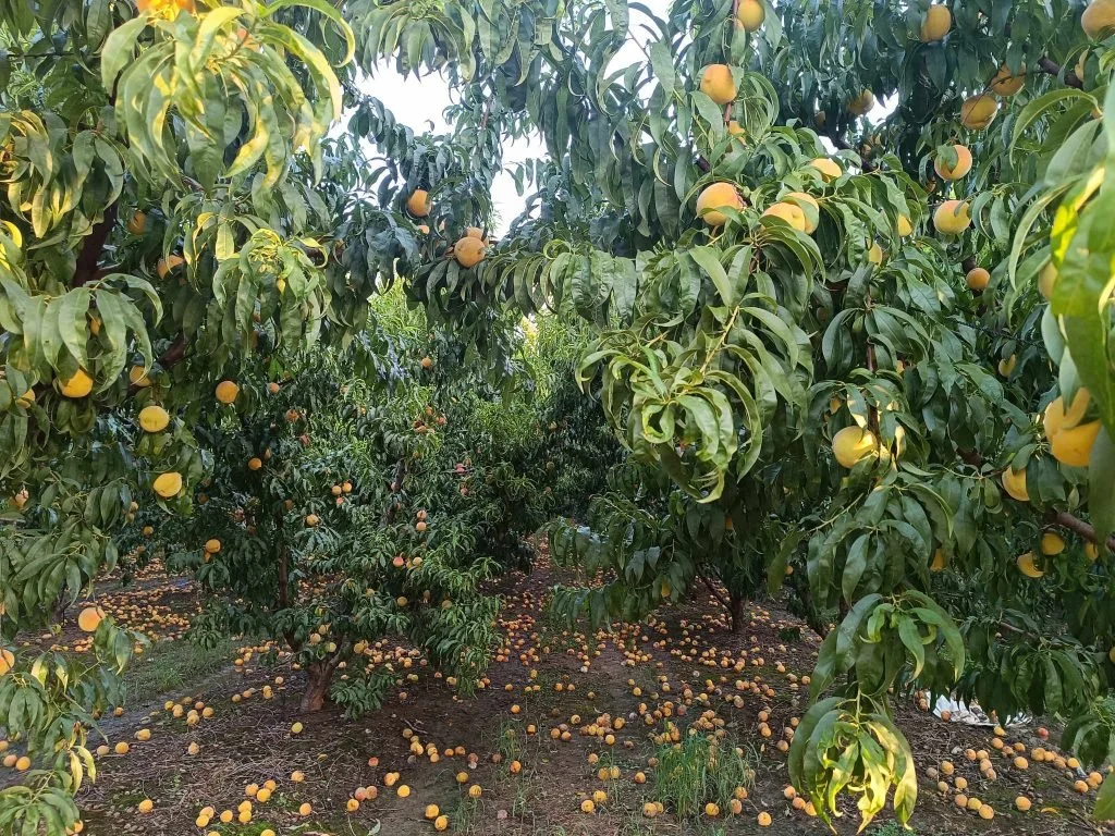 ΕΛΓΑ. 35 εκατ. ευρώ για αποζημιώσεις πλην παγετού