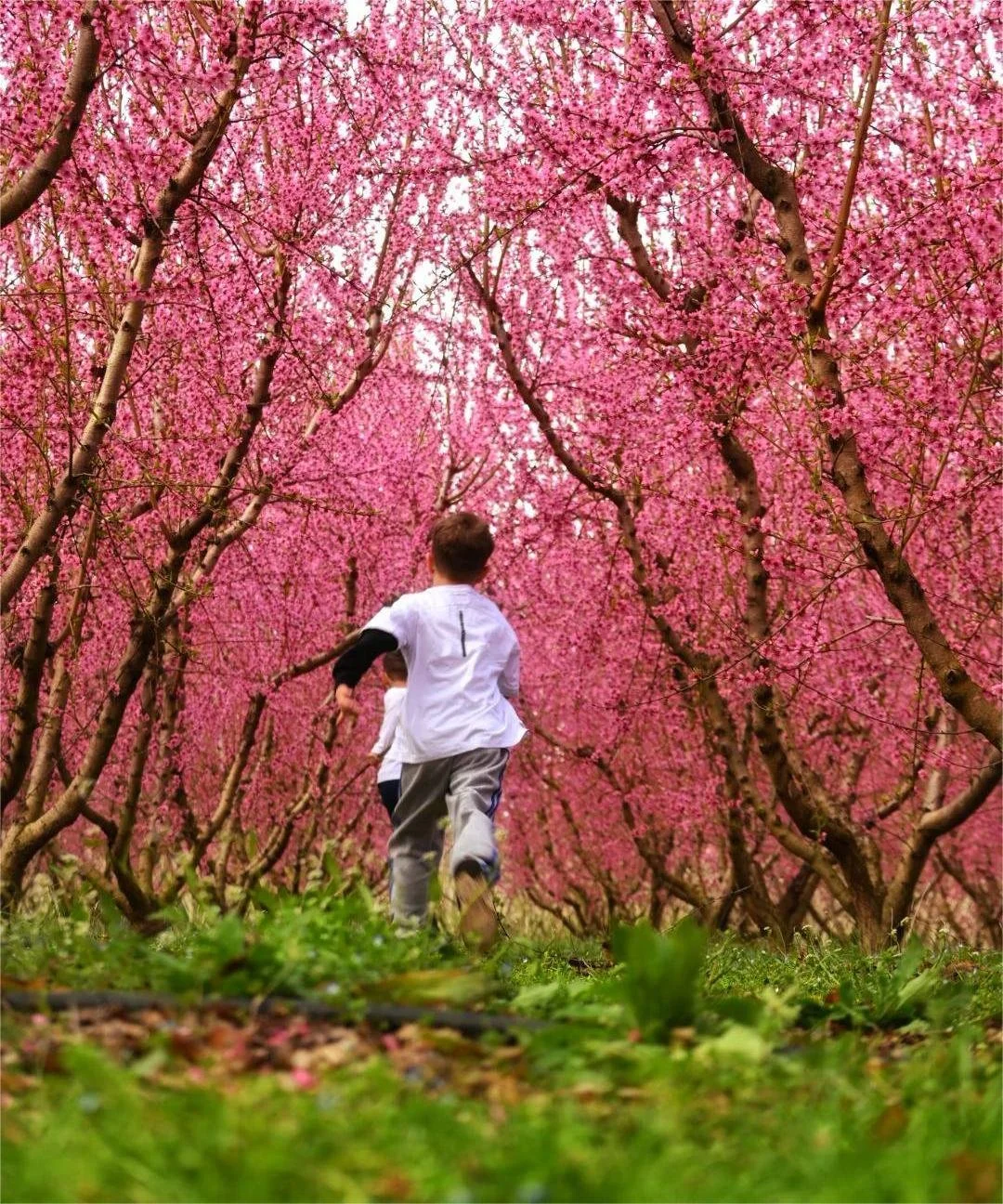 Ανθισμένες Ροδακινιές. Ο ΤΟΒ καλωσορίζει την άνοιξη