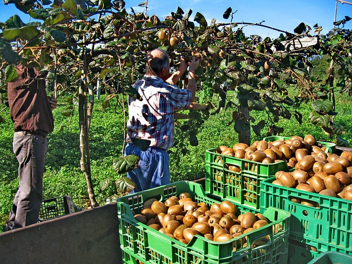 Ημαθία. Στροφή στο ακτινίδιο και στην ελιά!