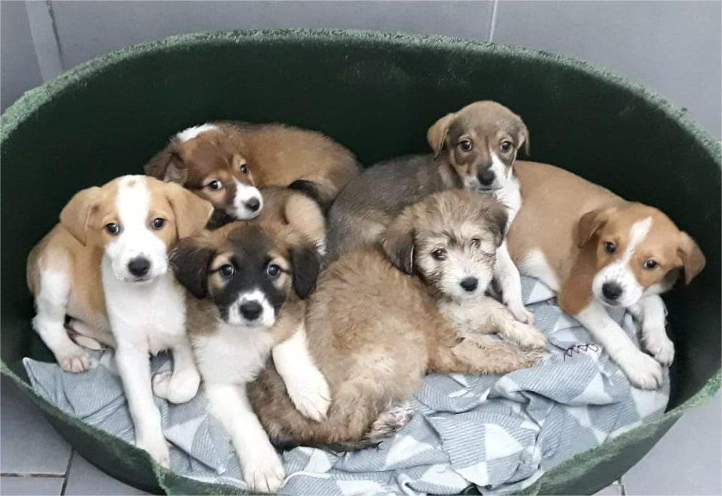 Βέροια. 100 νέες στειρώσεις και 20 υιοθεσίες αδέσποτων από τον δήμο