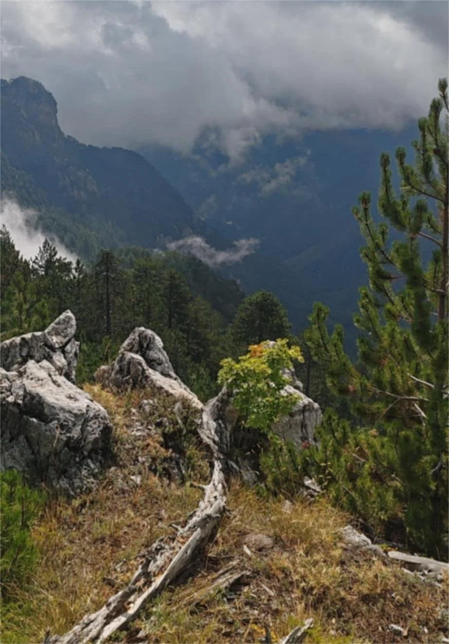 21 Μαρτίου. Παγκόσμια ημέρα δασών