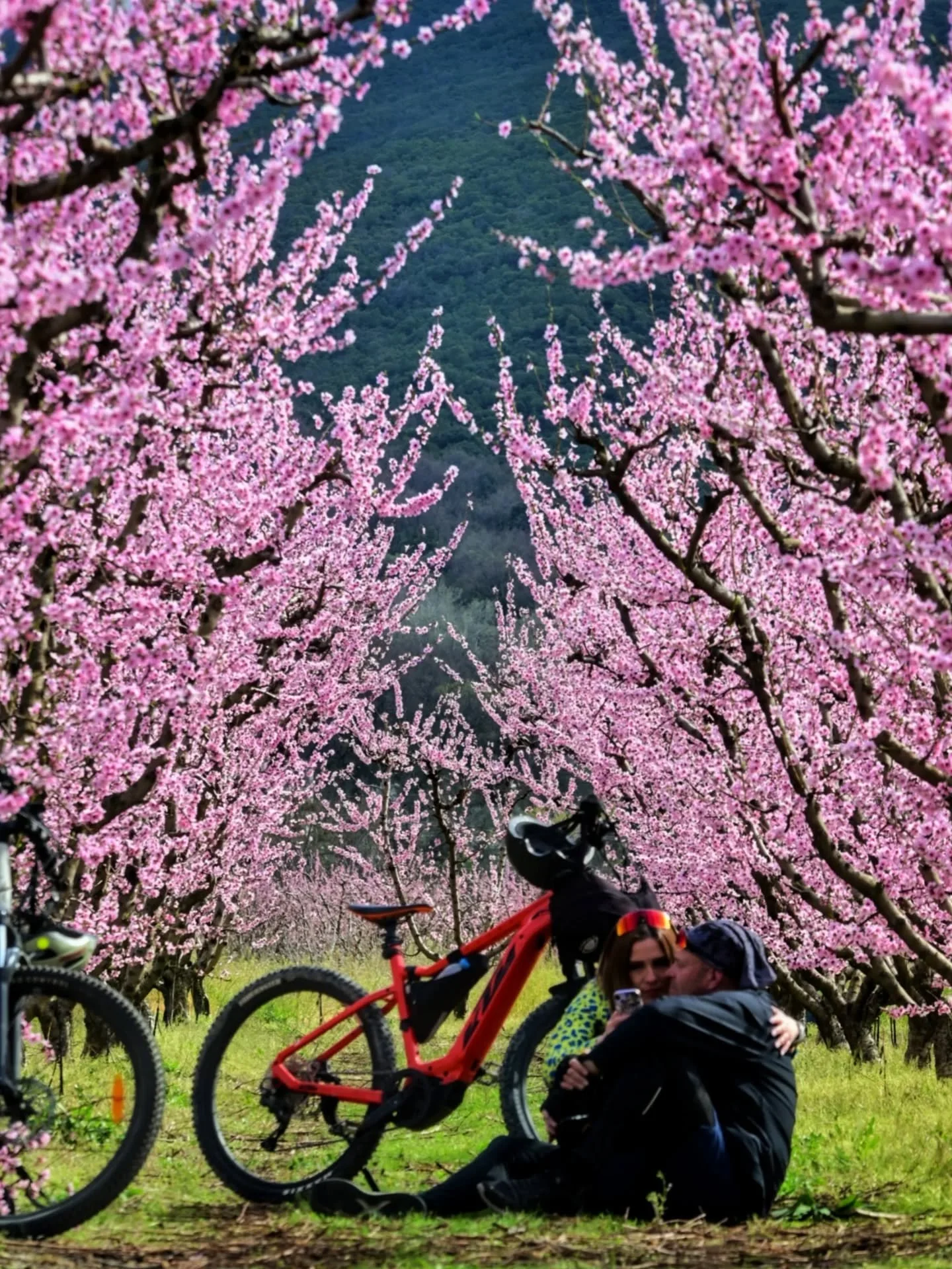 Ανθισμένες ροδακινιές… μαραμένοι αγρότες!