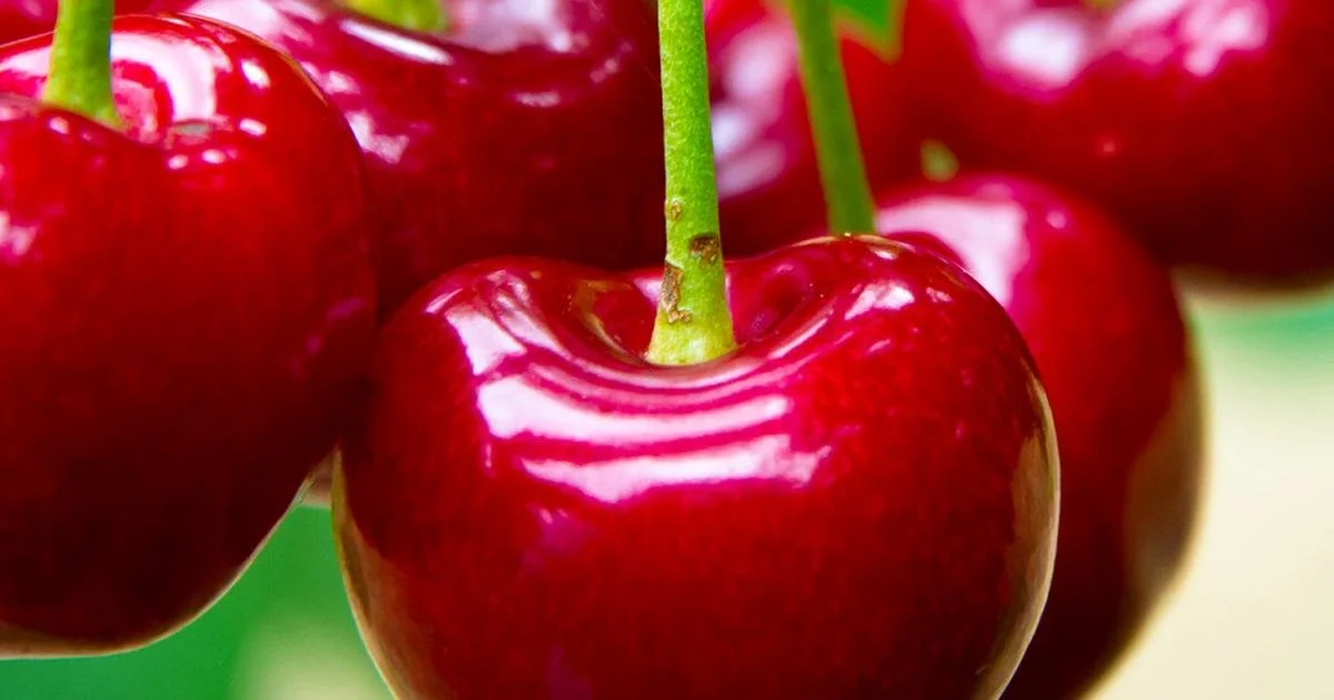 Κεράσια. Καθυστερήσεις των deminimis στο προανθικό… λόγω πολέμου!