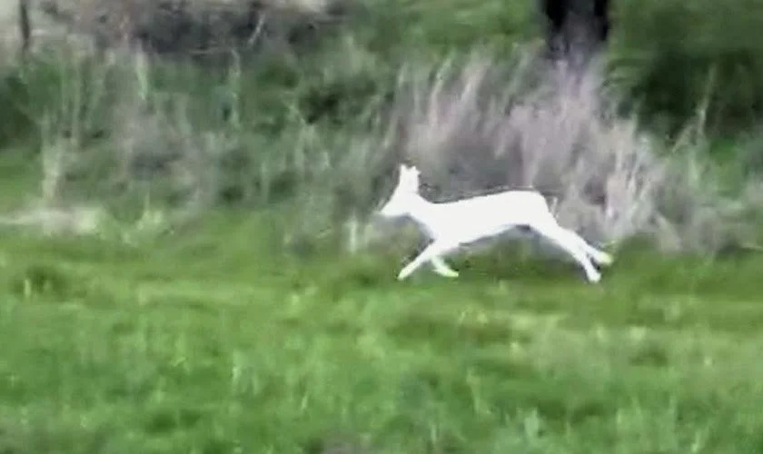 Σπάνιο λευκό ζαρκάδι κατέγραψε κυνηγός στη Σφηκιά! Video