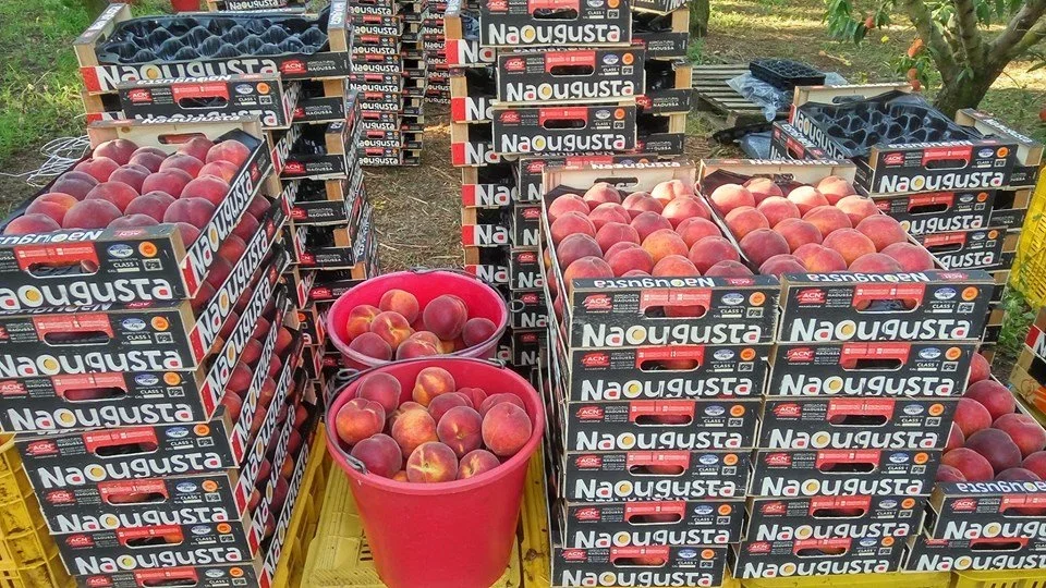 Α.Σ. Νάουσας. Δηλώσεις παραγωγής - διακήρυξη υλικών συσκευασίας