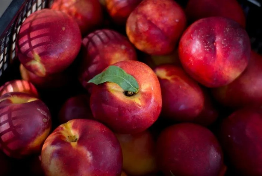 Ρουμανία και Βουλγαρία οι καλύτεροι πελάτες στο ροδάκινο. Όλη η λίστα των εξαγωγών