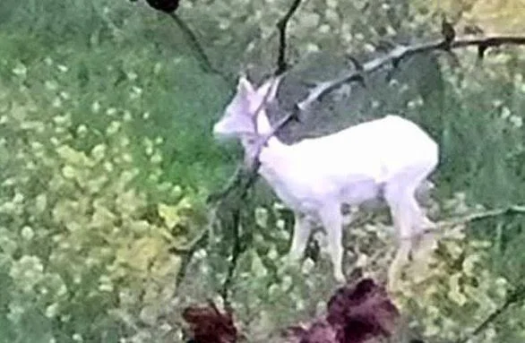 Δεύτερο λευκό ζαρκάδι στη Σφηκιά! Video