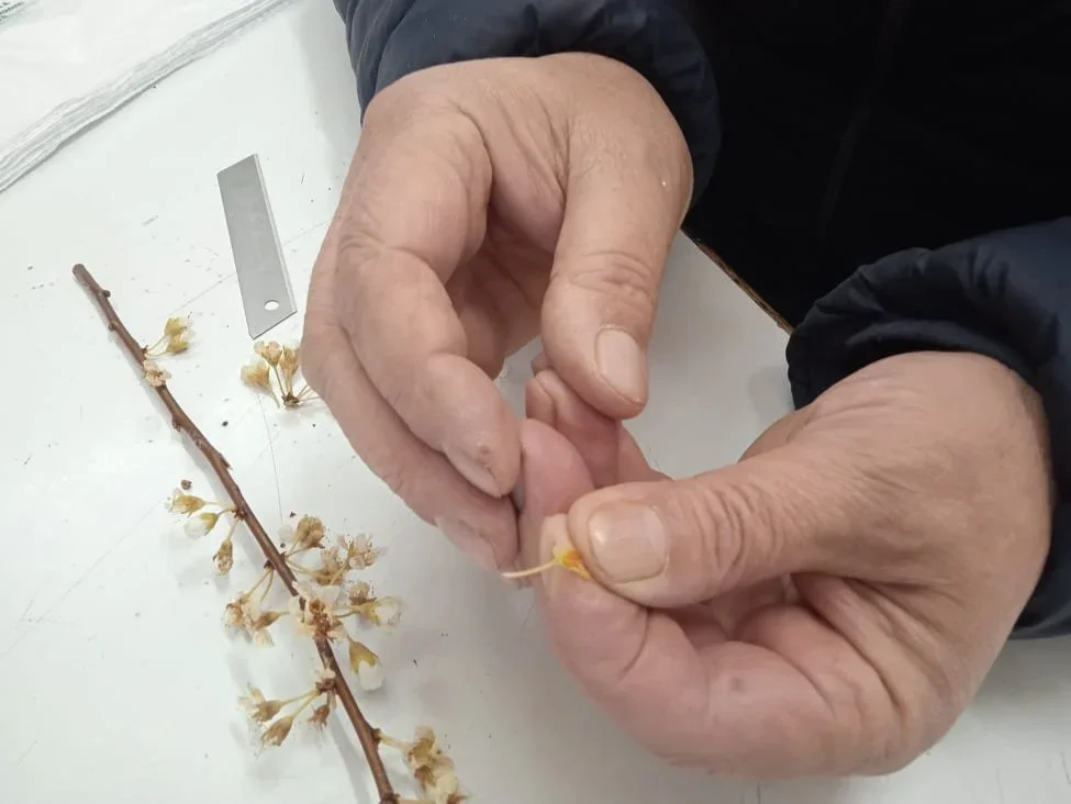 Κοτίδης: Τι γίνεται με τις ζημιές παγετού στο προανθικό;