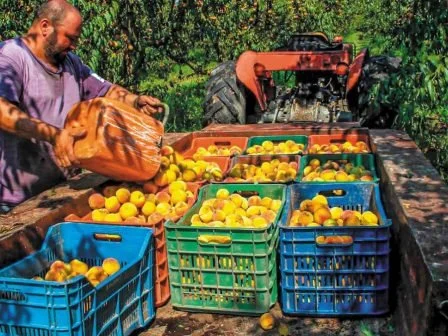 Σε κανονικά επίπεδα η παραγωγή συμπύρηνου