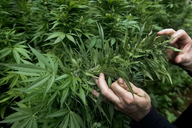 Ημαθία. Σύλληψη για 23 δενδρύλλια κάνναβης