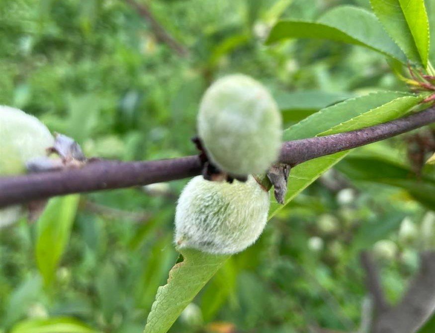 Ημαθία-Πέλλα. Παραμορφώνονται καρποί και ξεραίνονται ροδακινιές