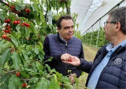 Σχοινάς: Κόκκινος χρυσός το κεράσι στην Πέλλα!