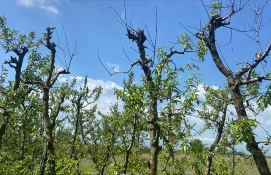 Διεπαγγελματική ροδάκινου. Διευκρινίσεις για ξερές βέργες και παραμορφωμένους καρπούς