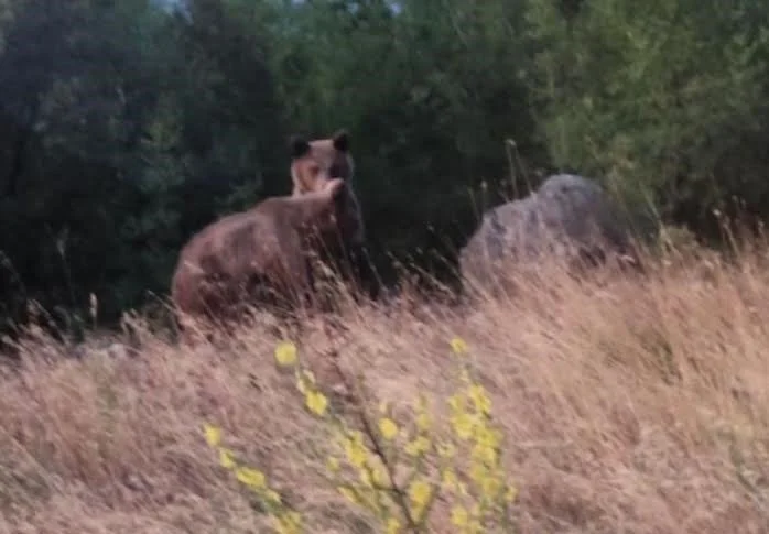 Βέροια. Δυο αρκουδάκια μεταξύ Σάντας και Λευκόπετρας!