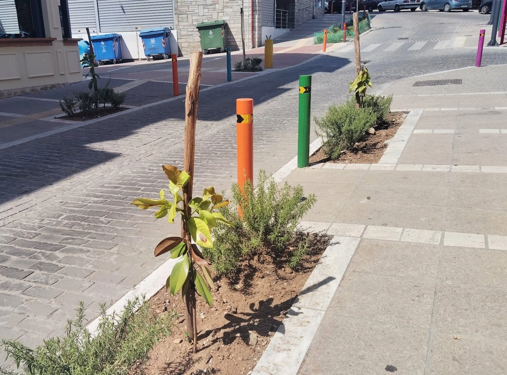 Νάουσα. Απότιστα δενδράκια πνέουν τα λοίσθια στην ανάπλαση