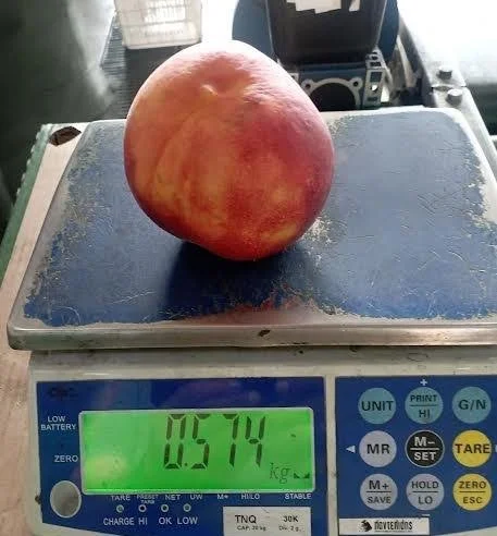 Ροδάκινο πάνω από μισό κιλό!