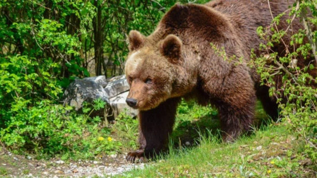 Όλο και πιο συχνές οι εμφανίσεις αρκούδας! Τι κάνουμε