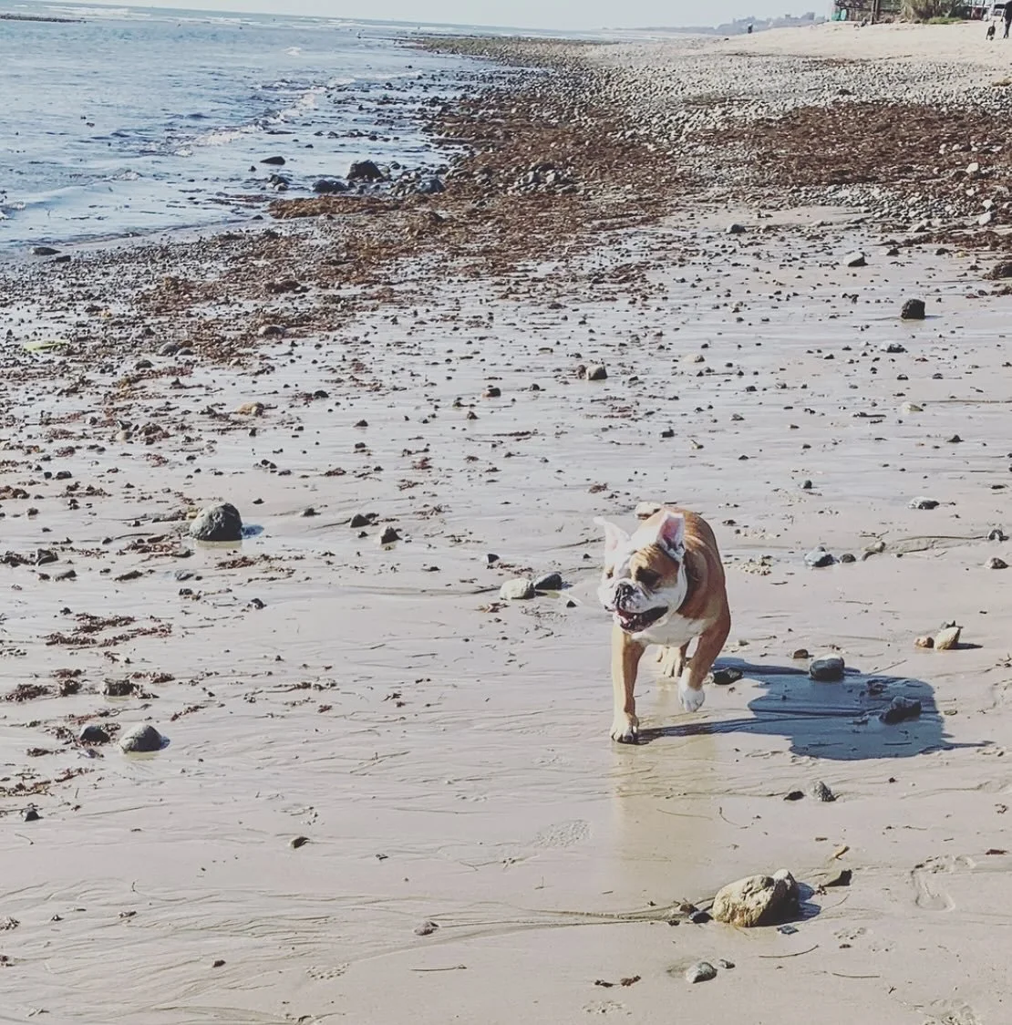 Our Buddha Belly/Brother Buddha left us and our hearts are so heavy. His love in our life was comfort through so many phases and stages. The joy he brought our hearts healed, held and soothed us. 
I just journaled and now I&rsquo;m at a loss of words