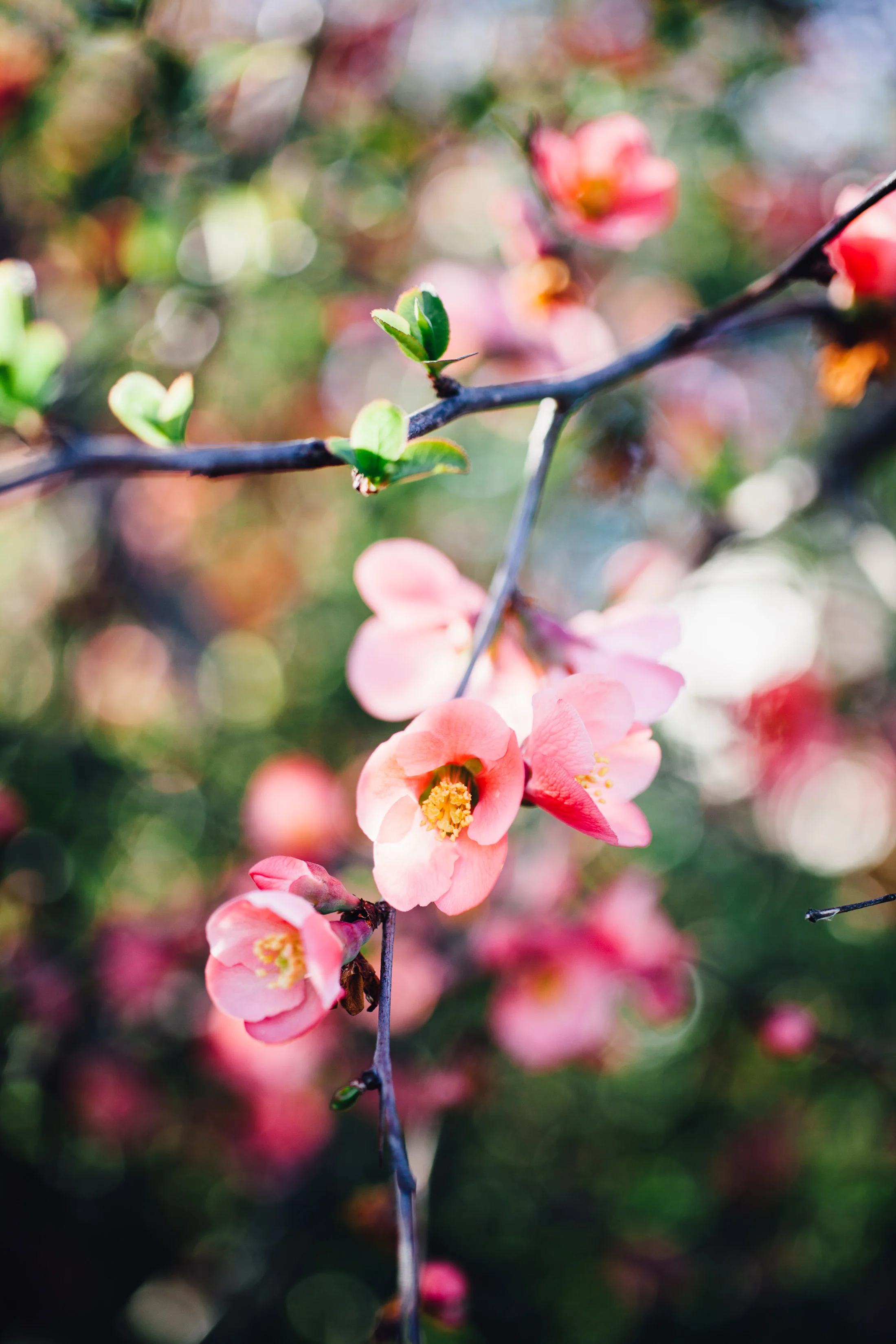 A Poem for Everything Reborn in Spring