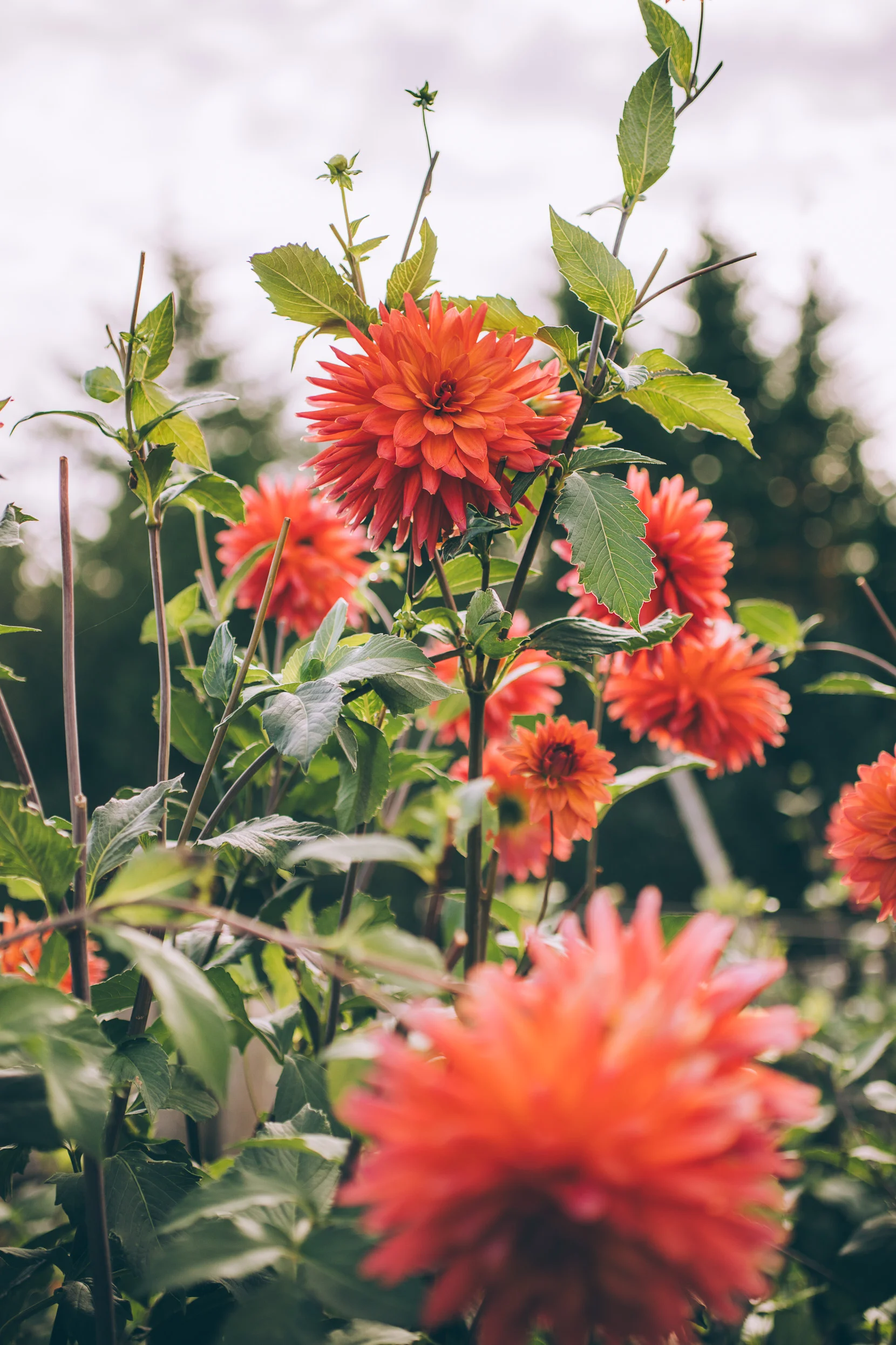 portland-dahlias-8493.jpg