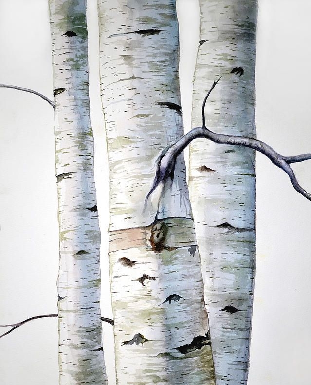 Birches Triple Birch Media Birches Triple Birch Media