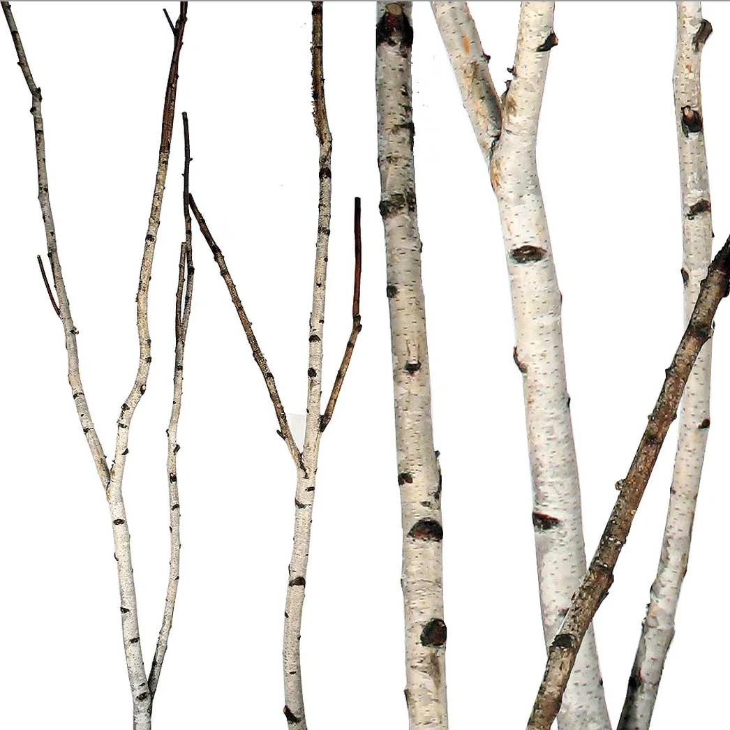 birch-forks-2.jpg