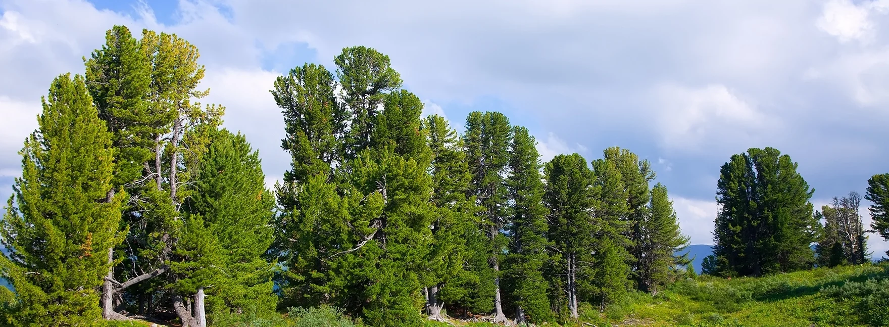 cedar trees.jpg
