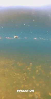 giphy-2_1.gif