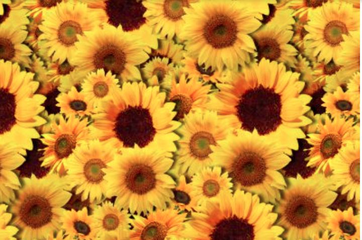 Screen Shot 2019-09-04 at 2.06.49 PM.png