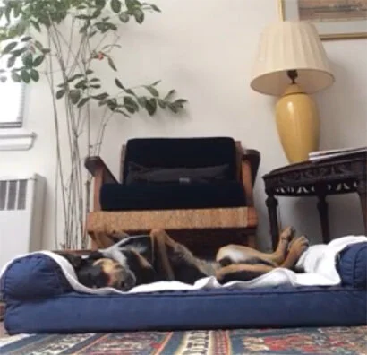 Shurman during a distant Reiki session, May 2020.