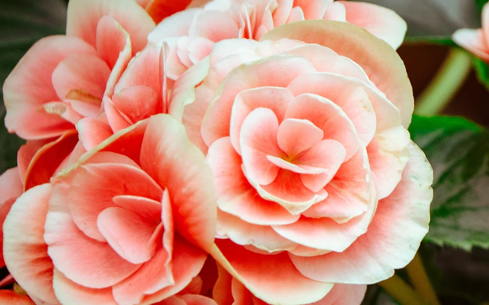 MarianneFrancis_July_Header.jpg
