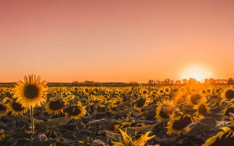 MarianneFrancis_August_SunflowersNewNew.jpg