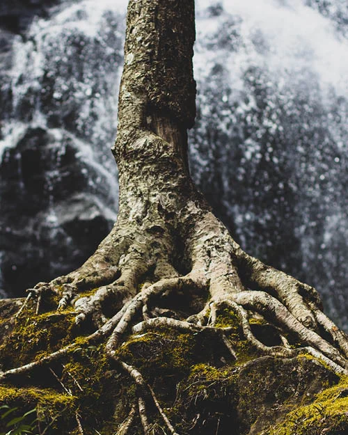 Marianne_October_Tree.jpg