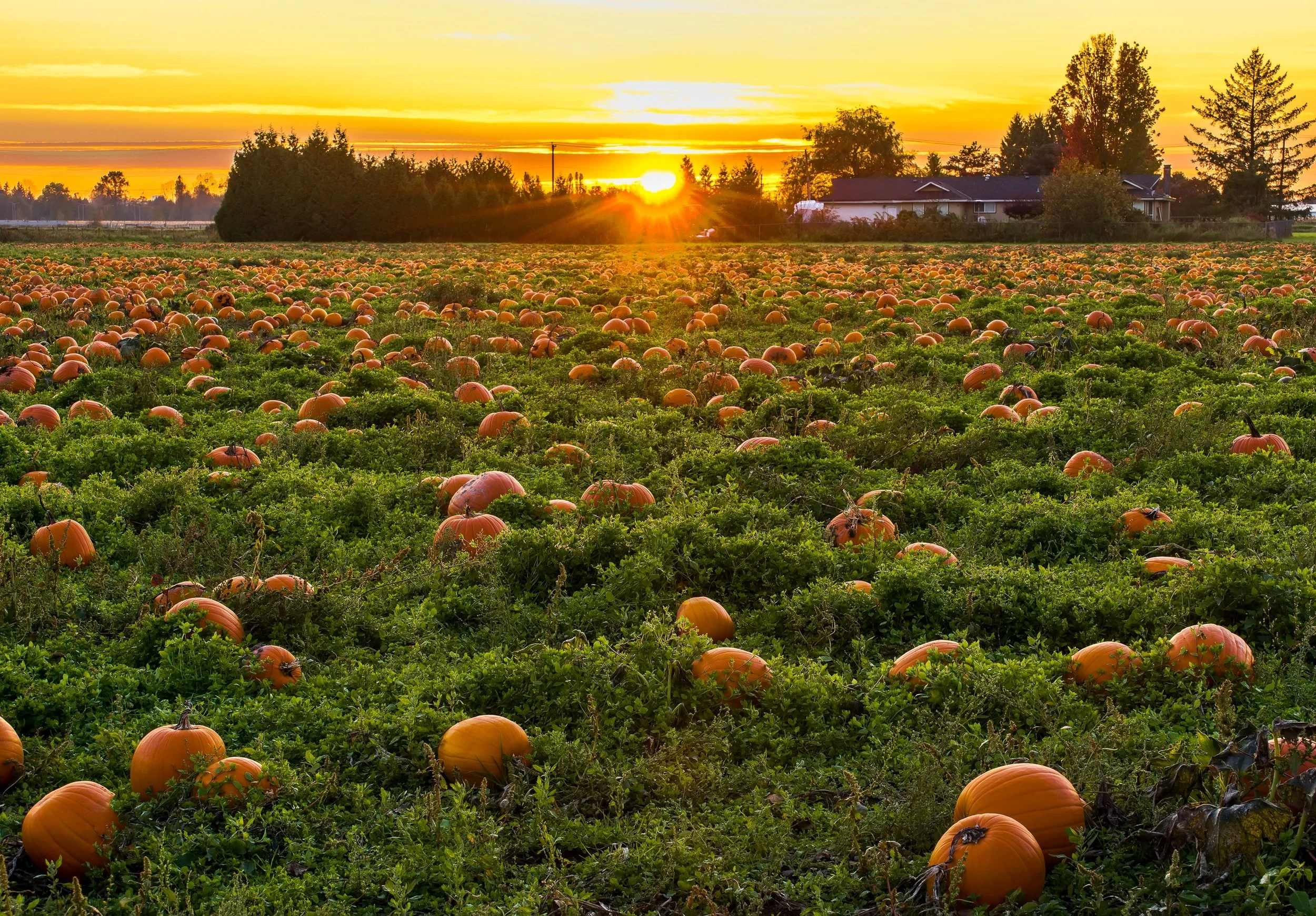Marianne's Three Favorite Things: October 2018