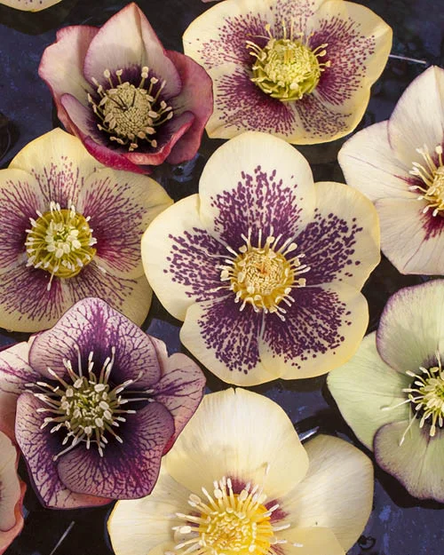 Marianne_January_Botany.jpg
