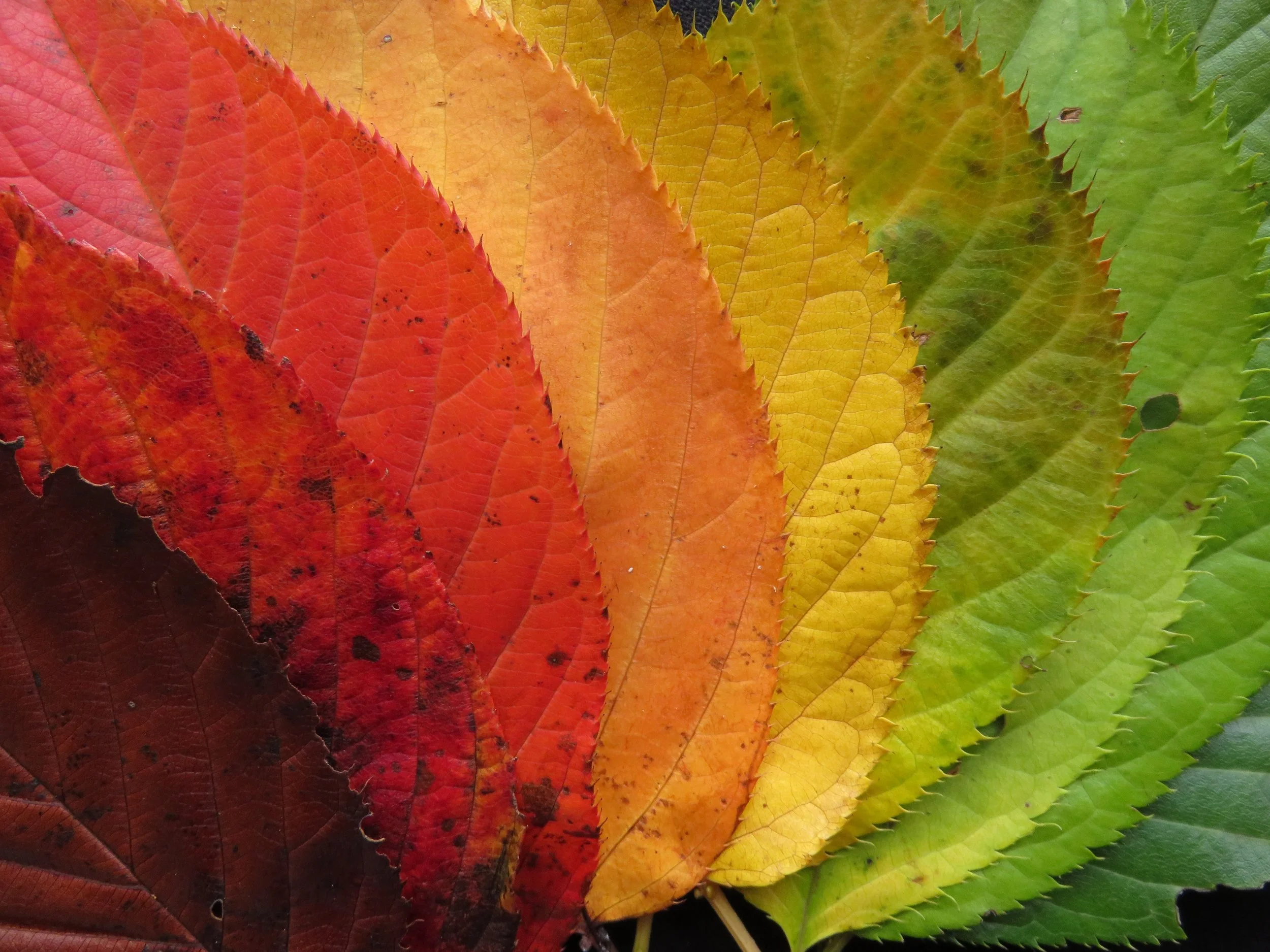 Marianne's Three Favorite Things: October 2021