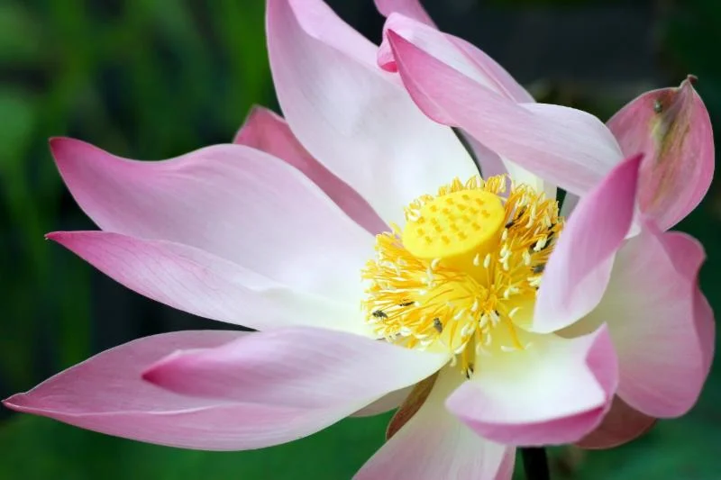 Intention & Surrender
