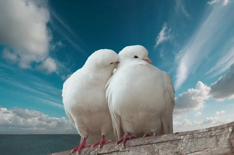 Venus Kisses Jupiter: Opening the Heart to Love, Connection, and Caring
