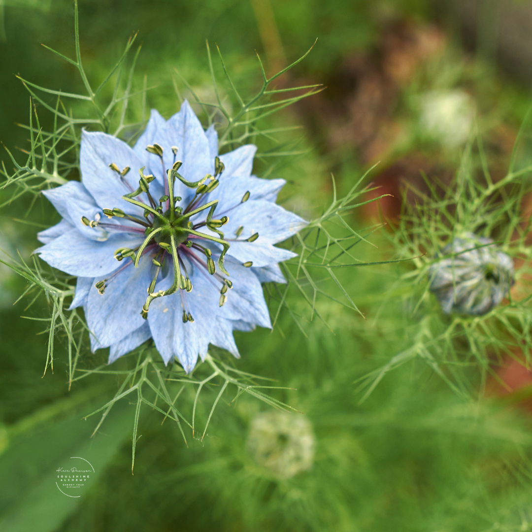 nigella.png